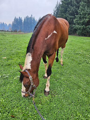 Equus Veterinary Service - Thumbnail