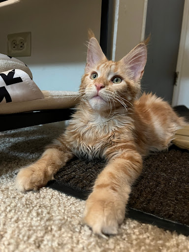 Fluffy and Adorable Corp Gallery - United States
