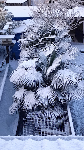 Steefs Palmboomkwekerij - Thumbnail