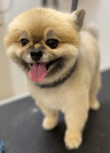 Stubby's Grooming Salon Monument Gallery - United States