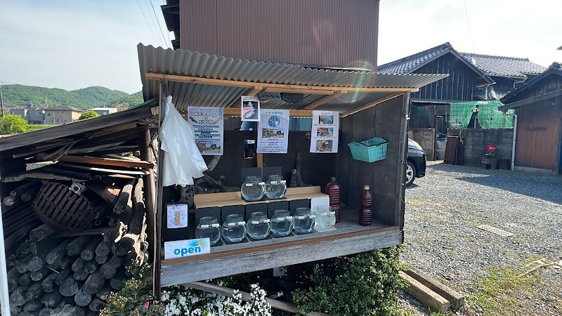 しろくまめだか