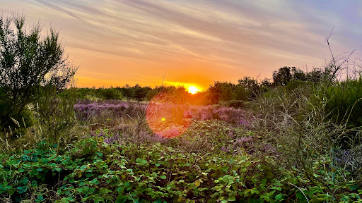 Hednesford Hills Local Nature Reserve Gallery - United Kingdom