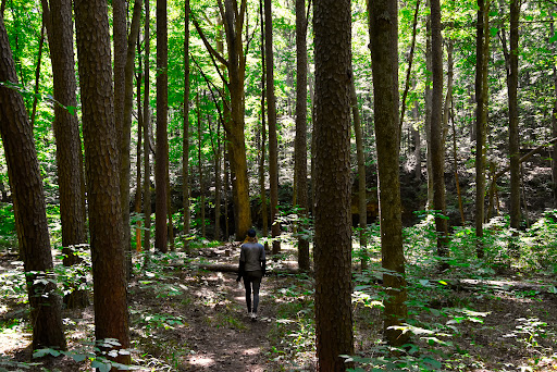 Indian-Celina Lakes South Slope Campground - Thumbnail