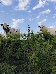 Photo n°13 de Lemoine Pascal à Saint-Pierre-de-Coutances (Éleveur)