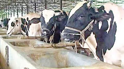 Photos of S.K. Dairy Farm