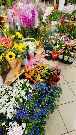 Blumen Forum - Thumbnail