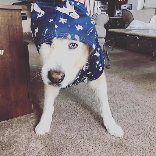 BadDoggo - Visual