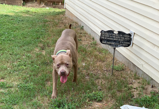 Lexington County Animal Services - Thumbnail