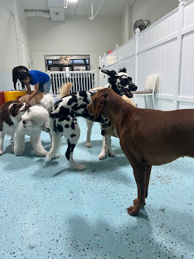 City Bark Miami by null