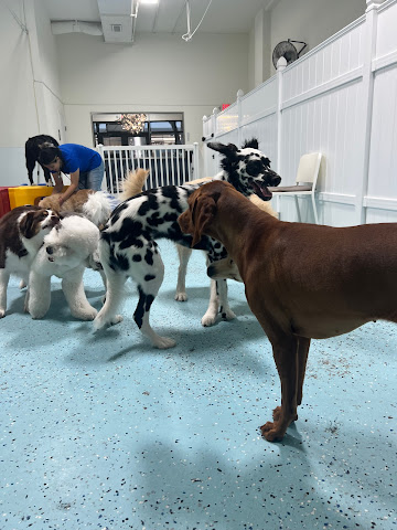 City Bark Miami by null