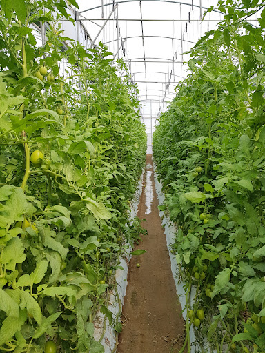 Tecno Parque Hortícola FIDESUR Sandía