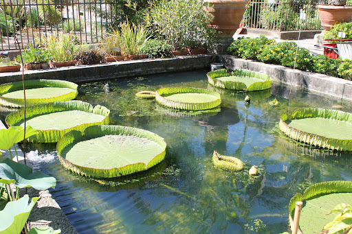 University of Padua Botanical Garden - Thumbnail