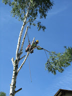 Castor Elagage à Saint-Sandoux