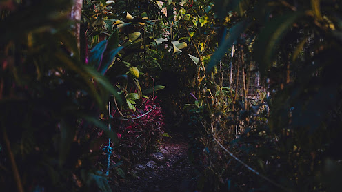 Photo of Paseo de los Monos