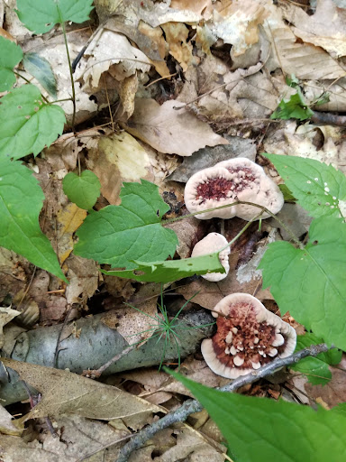Lake Lauderdale County Park - Thumbnail