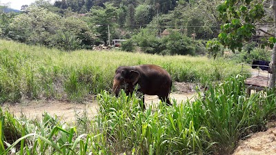 Photos of Pinnawala Jumbos - Elephant Ride