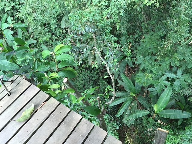 Flight of the Gibbon