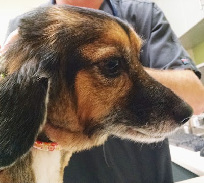 Photos of Jacksonville Humane Society