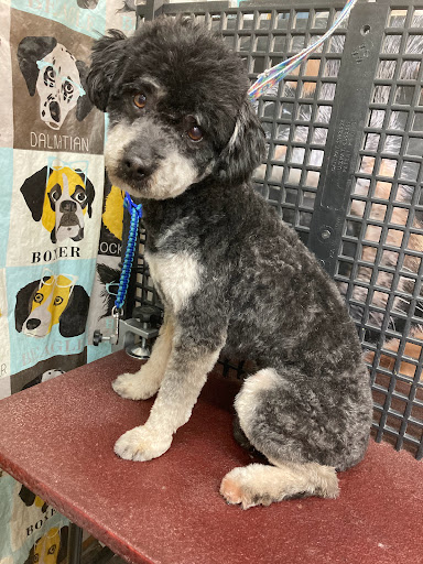 Dani's Pawsitive Vibes Pet Grooming Gallery - United States