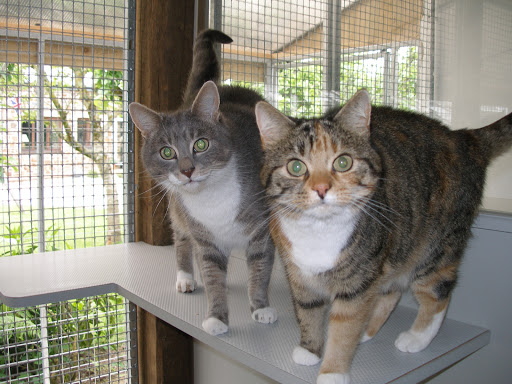 Moor Park Boarding Cattery - Thumbnail