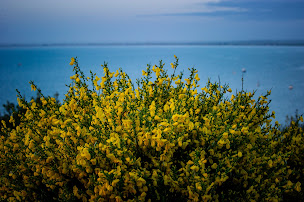 Photo n°65 de Le Coquillage à Saint-Méloir-des-Ondes (Restaurant gastronomique)