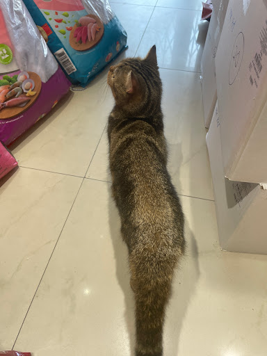 Pet World Kampung Koh