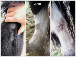 Photo n°4 de Xl Horse Shop à Guenrouet (Magasin d'articles pour animaux)