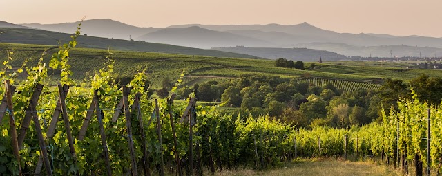 Domaine Joseph Gruss & Fils (Vins Fins d'Alsace)