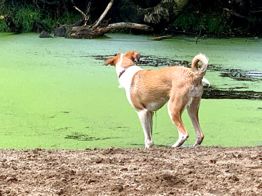 Hundebadeanstalt Wingst