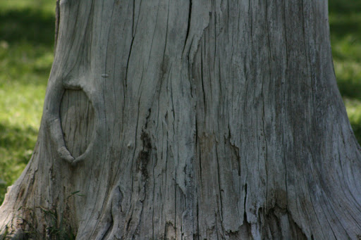 Forrest Park - Visual