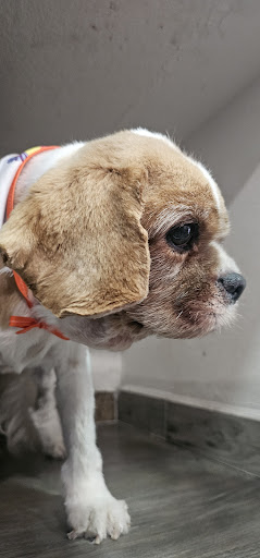 PET HOUSE Acuario, Grooming Y Accesorios