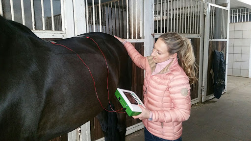 Vetmedphysio Clara Kelley Tierphysiotherapie - Thumbnail