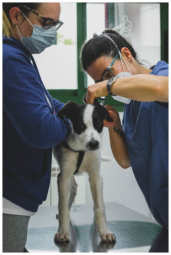 Armando Solis, La Fresneda Veterinarios