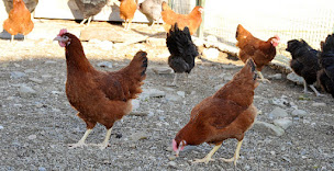 Photo n°4 de Elevage de volaille - FAUQUE SARL POULES à Deaux (Magasin d'alimentation animale)