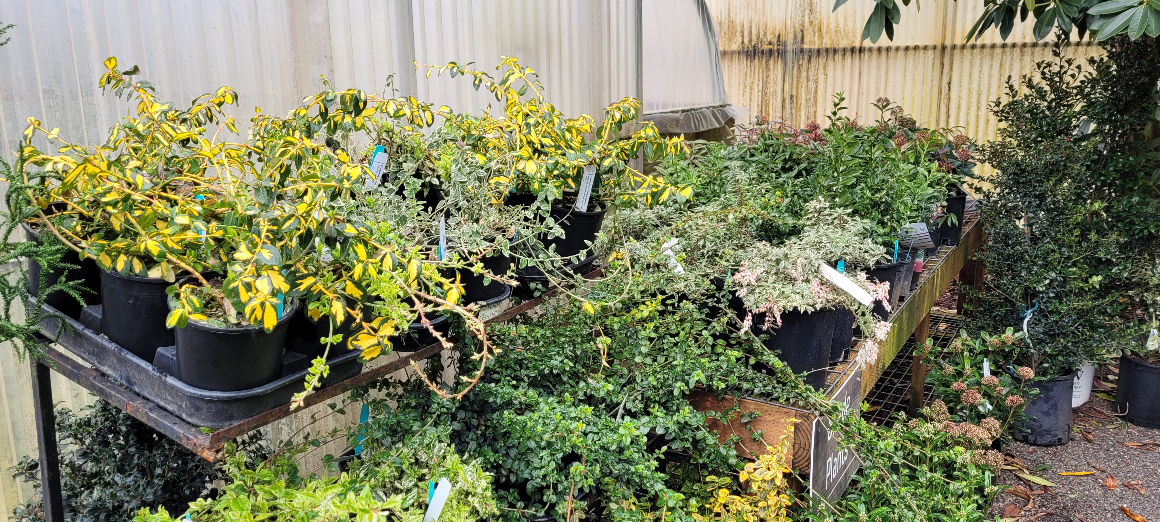 Thompson's Nursery Llc