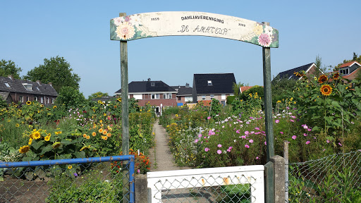 Dahlia vereniging - Thumbnail