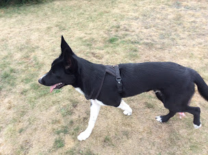 Photo n°19 de Garde Animalière Thouarsaise à Thouars (Garde d'animaux de compagnie)