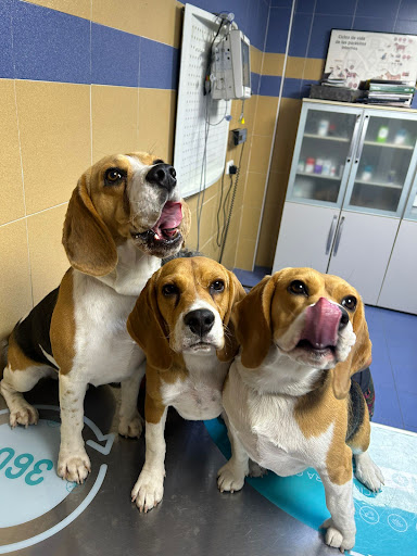 Clínica Veterinaria las Viñas