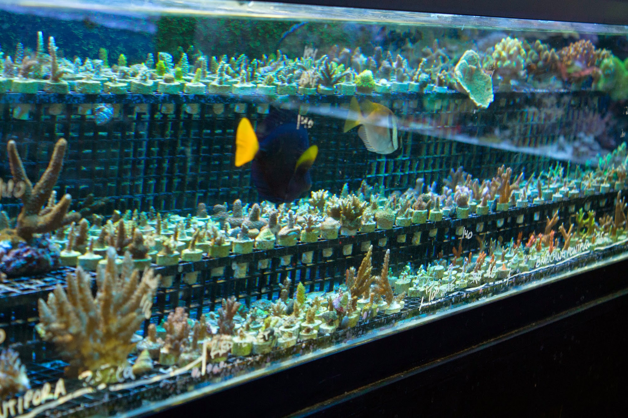 Tropics Aquarium Professionals
