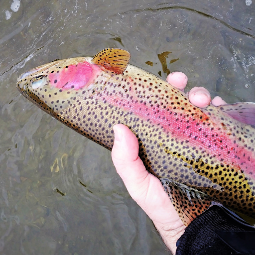 We Sport Fish Gallery - Canada