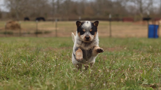 iCute Puppies - Thumbnail