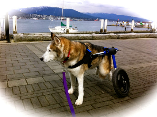 Handicapped Pets Canada - Thumbnail