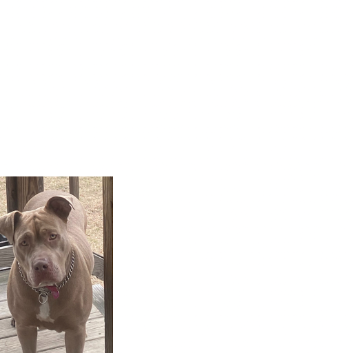 Cuban chain gang kennel