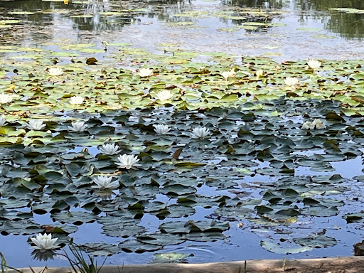 Kellmetschweiher - Thumbnail