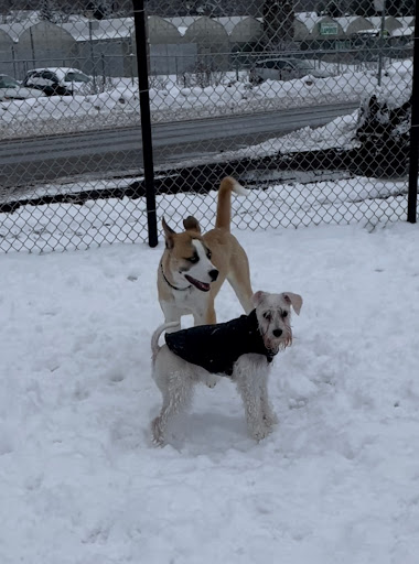 Canine Park - Visual