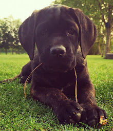 Photo n°18 de Au Pays de la Tribo à Rougé (Pension pour chiens)