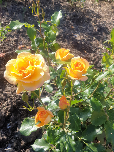 Rose Garden Berland - Thumbnail