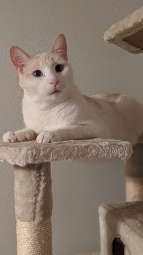Twin Oaks Animal Hospital - Thumbnail