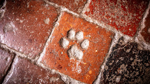 Photo n°8 de Château de Camon à Camon (Lieu de mariage)