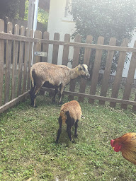 Photo n°8 de Association l’âme animale# la petite ferme de Marou à Lamalou-les-Bains (Ferme à visiter)